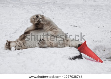 Dirty polar bear in the snow playing with a road sign - a plastic cone. close-up.