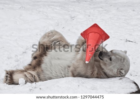 Dirty polar bear in the snow playing with a road sign - a plastic cone. close-up.