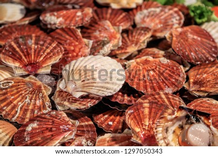 Background of shells