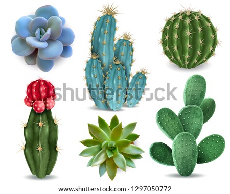 Popular indoor plants elements and succulents rosettes varieties including pin cushion cactus realistic collection isolated vector collection Royalty-Free Stock Photo #1297050772