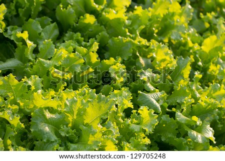 a green leaf of lettuce as background