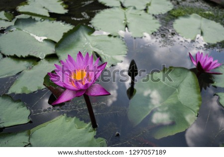 This beautiful waterlily or lotus flower is complimented by the rich colors