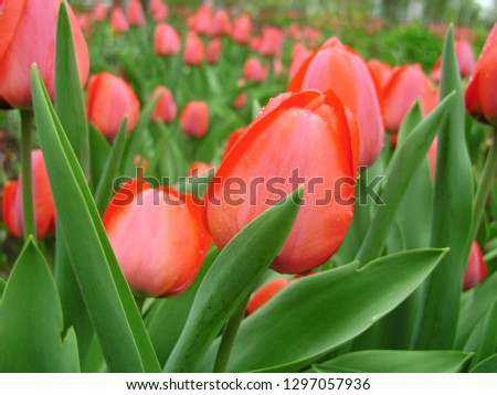Spring flowers banner of red tulip flower. Flower tulips background. Beautiful view of red tulips and sunlight. tulips, field of tulips