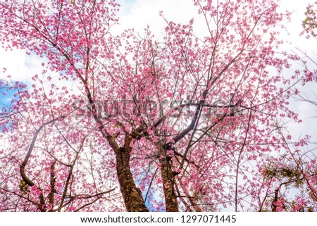 The flowers called cherry blossom in the nature with the sky background in the sunny day in Chiang Mai province , Thailand