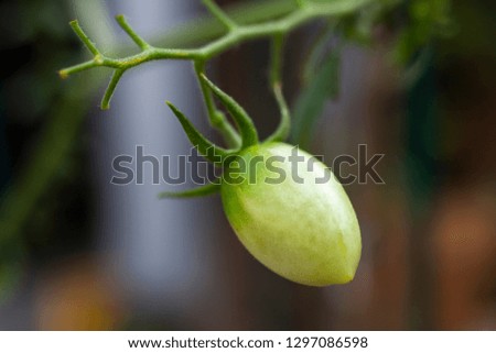 Small green Tomato fruit and leaves is growing in blurred garden background, Close up & Macro shot, Selective focus, Healthy food concept
