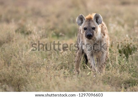 portrait of a spotted hyena looking at the camera, surrounded by green blurred plants, tanzania