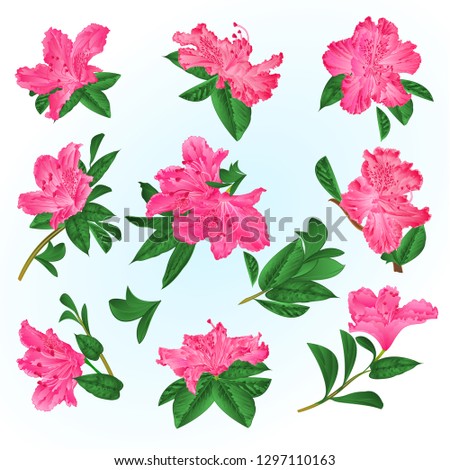 Pink  flowers rhododendrons and leaves  mountain shrub on a blue background  vintage vector illustration editable hand draw