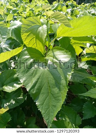 Green mulberry leaves Used to feed silk worms