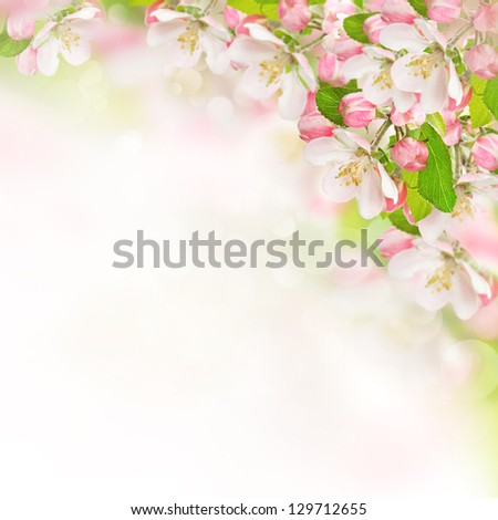 apple blossoms over blurred nature background. spring flowers