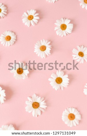 Pattern made of white chamomile flowers on a pink pastel background