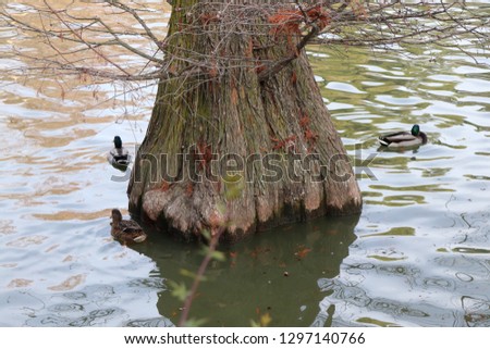 Tree trunk with reflection