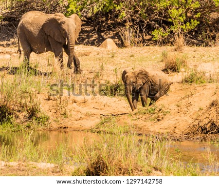 Baby elephant starting to stand up whilst mother looks on
