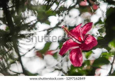 hibiscus flower in the wild beautiful pink and colorful , rose de chine 