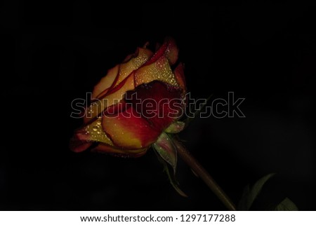 red rose with water droplets in a dark background