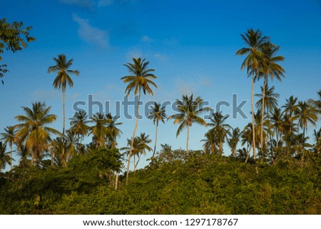 Beautiful subtropical palm trees in the rays of the setting sun against a blue sky. Landscape, flora, nature of the tropics.