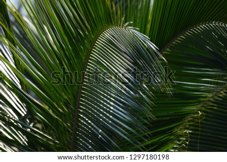 palm trees photography