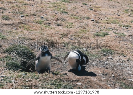 Wild penguins on the island, Chile