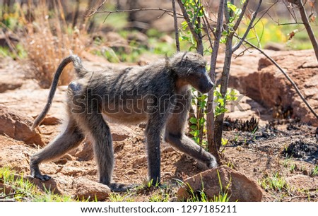 A male Chacma baboon walking in Southern African savanna