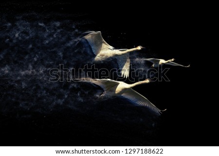 Flying Swans. Dispersion, splatter effect. Black background. 