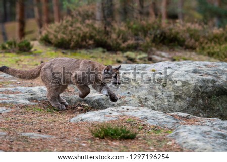 Cougar (Puma concolor), also commonly known as the mountain lion, puma, panther, or catamount. is the greatest of any large wild terrestrial mammal in the western hemisphere.