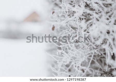 Beautiful winter image - leaves covered with snow. Selective focus