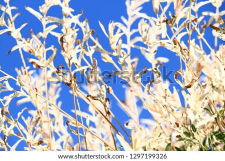 Cream white color of foliage and twigs, close up, abstract vegetation details background. Bright branches and leaves, flora patterns full of light with indigo blue sky. 