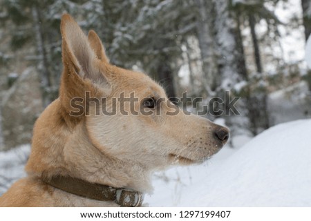 beautiful red with white color in a collar canvas dog on a background of trees and snow.