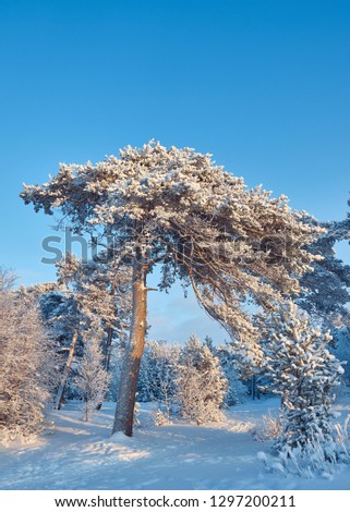 Beautiful Christmas landscapeб winter landscape with the pine forest seaside dunes