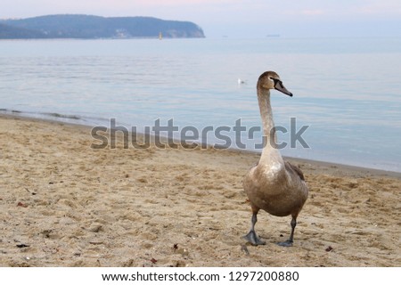 Young swan on the beach in Sopot, Poland.