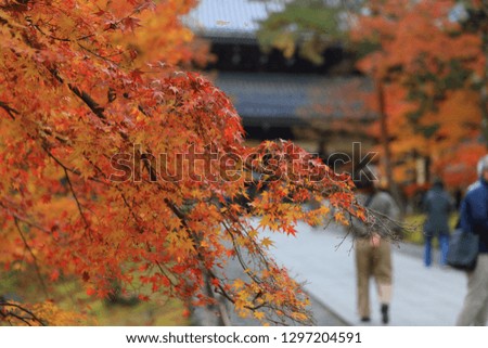 Landscape of autumn leaves of Kyoto in the ancient capital of Japan, sightseeing spot