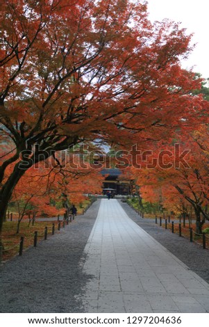 Landscape of autumn leaves of Kyoto in the ancient capital of Japan, sightseeing spot