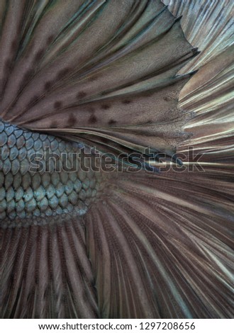 Multi color Siamese fighting fish(Rosetail),fighting fish,HalfMoon Betta