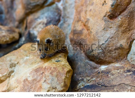 Pika sitting among a heap of stones in the mountains, Himalayas, Mountain red mouse. Royalty-Free Stock Photo #1297212142