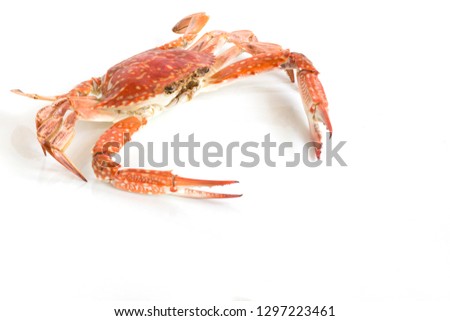 Steamed blue swimming crab, Flower crab, Blue crab (Portunus pelagicus) isolated on white background, Thai style food.