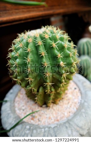 Cactus in pot,Succulent plants.