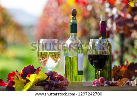 Two glasses and bottle of red and white wine in autumn vineyard in the area of Palatinate in Germany. Concept of outdoor wine tasting and enjoyment wine after grape harvesting, vintage.