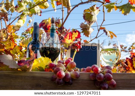 Slate for text and two glasses and bottle of red and white wine in autumn vineyard in the area of Palatinate in Germany. Concept of outdoor wine tasting and enjoyment wine after grape harvesting, 