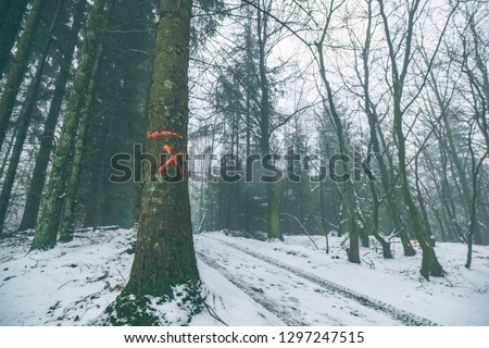 Tree marked for forestry in a misty forest in the winter with snow on the ground