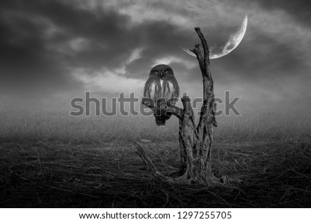 Asian owls (Glaucidium cuculoides) sit on a branch with a half-moon background(black and white picture)