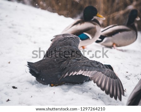 Birds in winter park