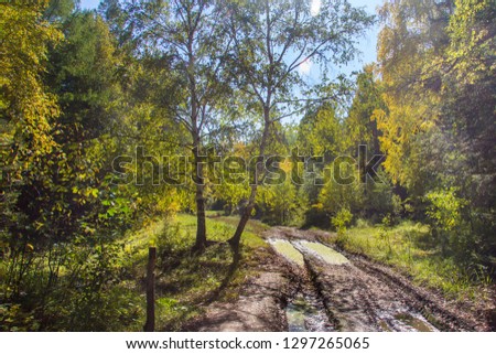 Road in the forest on a sunny day after rain