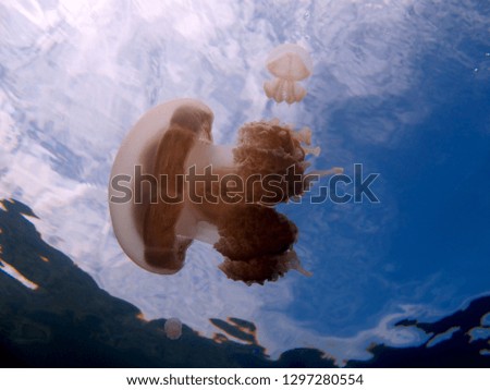 Incredible Underwater World - Jellyfish Lake. Palau. Fantastic place for snorkeling and diving.