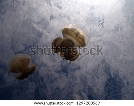 Incredible Underwater World - Jellyfish Lake. Palau. Fantastic place for snorkeling and diving.