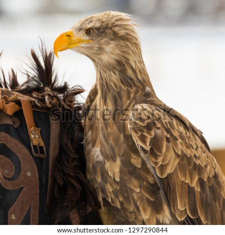 young American eagle - close up