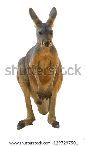 Big red kangaroo (Macropus rufus) close-up on a white background