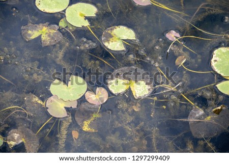 underwater  view of lily pads