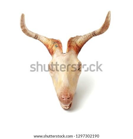 Heads of dead goat isolated on white background 