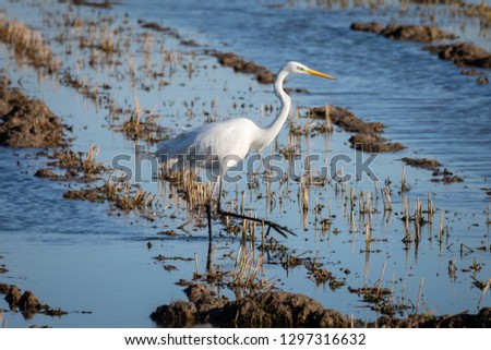 White heron (Ardea alba) at sunset in a flooded rice field in Albufera natural park, Valencia, Spain. Natural background.