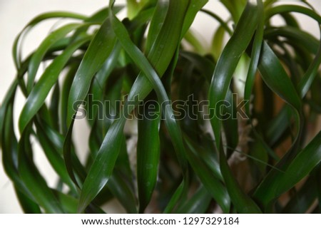 Nolina palm plant green leaves close up