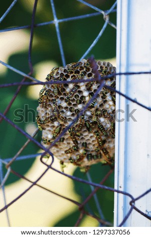Wild wasps make a hive nest on a metal fence close up macro photo